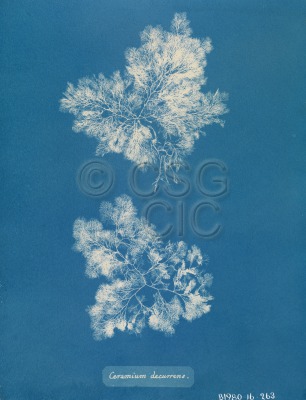 Ceramium decurrens Cyanotype of...