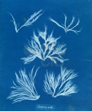 Conferva arcta Cyanotype of...