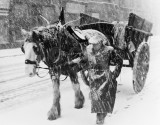 A Dying Mode of Transport A Horse...