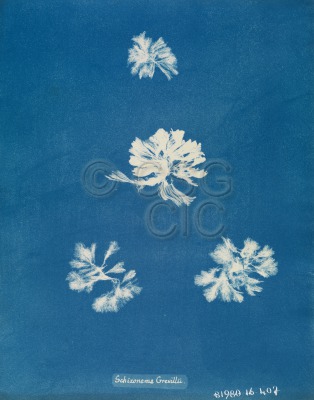 Schizonema grevillii Cyanotype of...