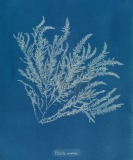 Ptilota sericea Cyanotype of...