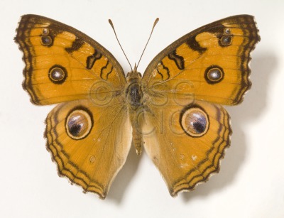 Junonia almana Linnaeus, 1758...