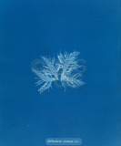 Delesseria sinuosa var Cyanotype...