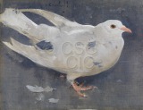 The Pigeon A white pigeon against...