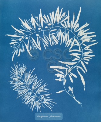 Sargassum plumosum Cyanotype of...