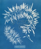 Sargassum plumosum Cyanotype of...