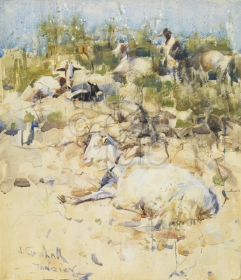 Goats on a Hillside, Tangier...