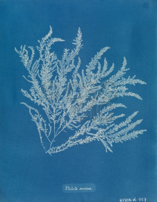 Ptilota sericea Cyanotype of...